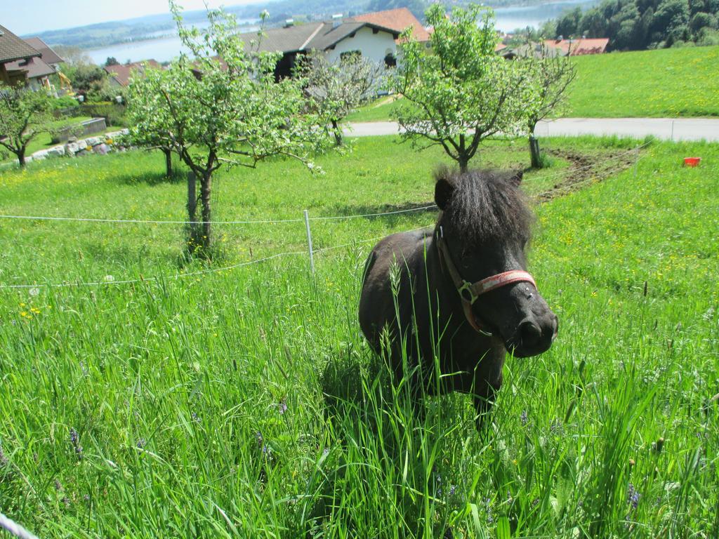 Farm stay Stiedlbauerhof *